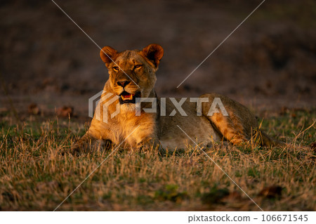 Lioness lies on short grass in sunshine 106671545