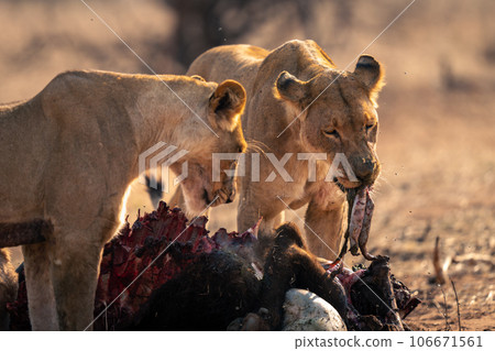 Lioness stands eating buffalo guts with another Lioness stands eating buffalo guts with another 106671561