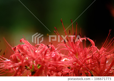群集孤挺花 106671773