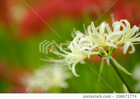 群集孤挺花 106671774