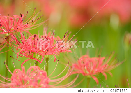 群集孤挺花 群集孤挺花 106671781