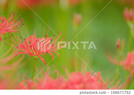 群集孤挺花 106671782