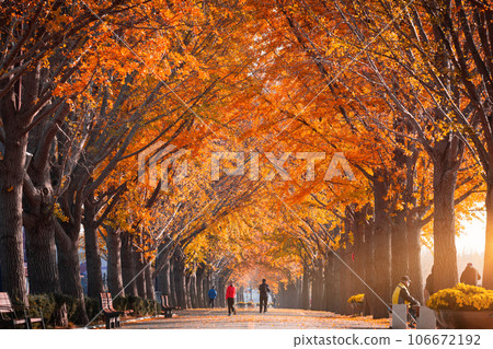 Autumnal ginkgo trees with yellow leaves besides Gokkyocheon Creek near Asan-si, Korea Autumnal ginkgo trees with yellow leaves besides Gokkyocheon Creek near Asan-si, Korea 106672192
