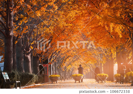 autumn ginkgo trees tunnel in the morning with yellow leaves besides Gokkyocheon Creek near Asan-si, Korea 106672338