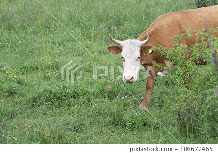 A brown cow with a white head looks attentively at the camera and grazes in a meadow. A brown cow with a white head looks attentively at the camera and grazes in a meadow. 106672465