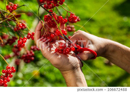 Red autumn viburnum in hands. Picking red viburnum in autumn 106672488