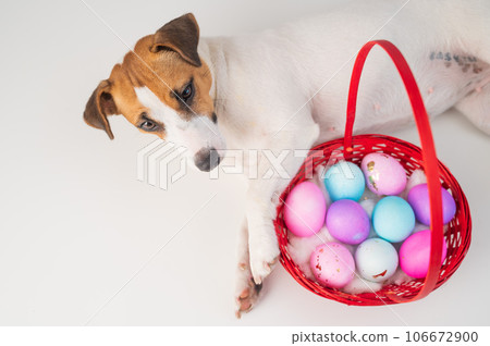 Top view of doggy jack russell terrier lying on a red basket with colorful eggs for easter on a white background 106672900