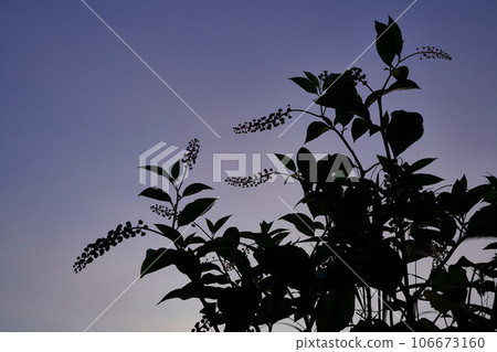 Silhouette of pokeweed Silhouette of pokeweed 106673160