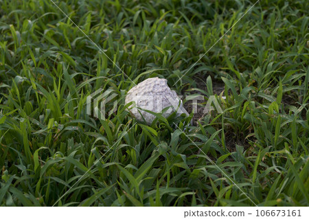 Onifusube (mushroom) Onifusube (mushroom) 106673161