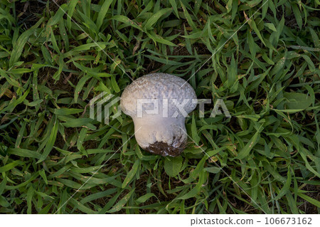 Onifusube (mushroom) Onifusube (mushroom) 106673162