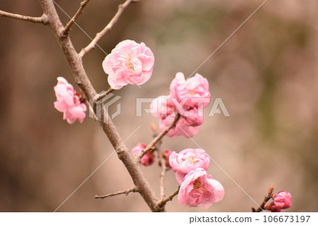 Plum blossoms blooming in winter 106673197