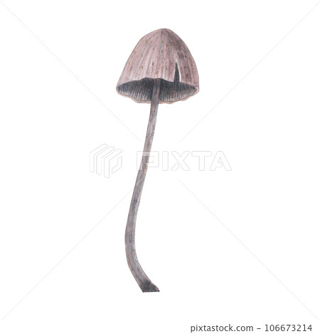 Death cap toadstool magical texture isolated on white background. Watercolor hand drawn amanita poison mushroom sketch iIllustration. Art design witchcraft halloween witch decoration, greeting card Death cap toadstool magical texture isolated on white background. Watercolor hand drawn amanita poison mushroom sketch iIllustration. Art design witchcraft halloween witch decoration, greeting card 106673214