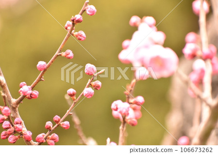 Plum blossoms blooming in winter Plum blossoms blooming in winter 106673262
