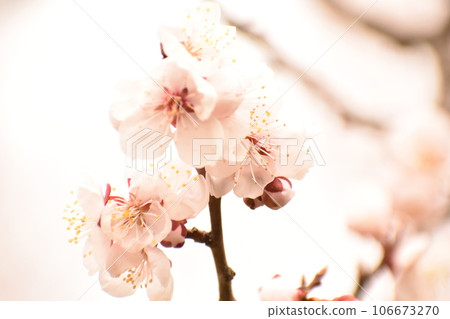 Plum blossoms blooming in winter Plum blossoms blooming in winter 106673270