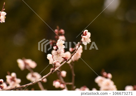 dark plum dark plum 106673271