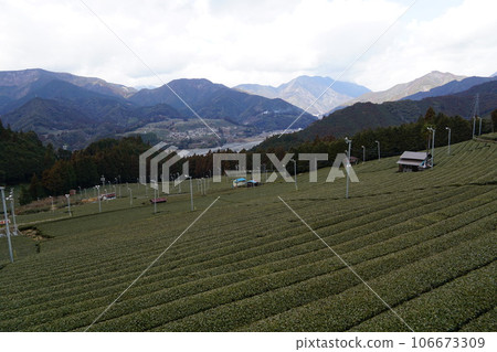 Mountain tea plantation in Aoi Ward, Shizuoka City Mountain tea plantation in Aoi Ward, Shizuoka City 106673309