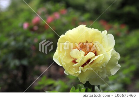 Large peony (button) flower Large peony (button) flower 106673460