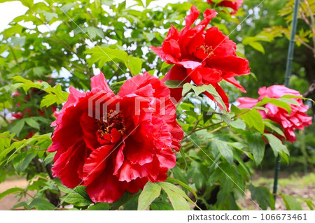 Large peony (button) flower 106673461