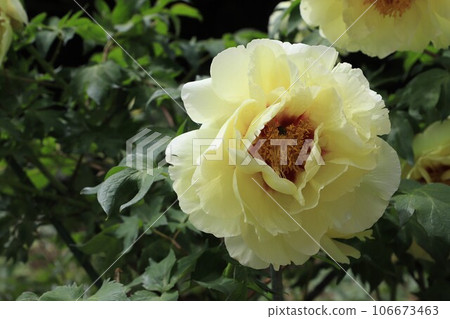 Large peony (button) flower Large peony (button) flower 106673463