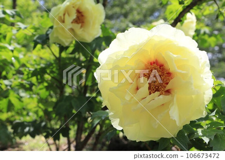 Large peony (button) flower Large peony (button) flower 106673472