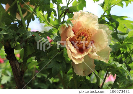 Large peony (button) flower Large peony (button) flower 106673481