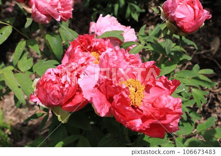 Large peony (button) flower Large peony (button) flower 106673483
