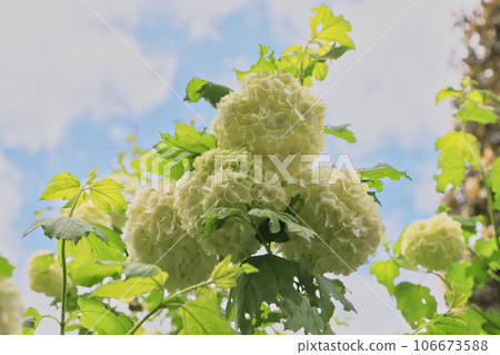 大手瑪麗（Odemari） 106673588