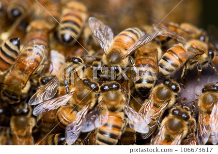 bee nesting bee nesting 106673617
