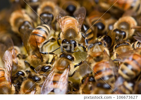 bee nesting 106673627