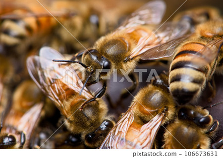 蜜蜂築巢 106673631