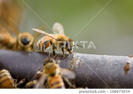 蜜蜂築巢 蜜蜂築巢 106673634