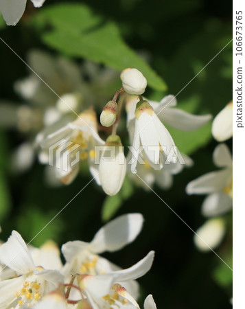 Ugi花 106673765