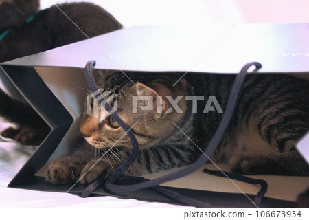 Play kittens 106673934