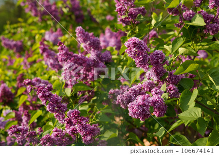 Lilac flowers branch. Floral background natural spring. Blossoming lilac flower bud. spring time color. Beautiful purple petal plant. Botanical flora Aesthetic mood Summer garden Pink liliac 106674141