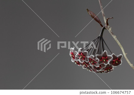 Hoya Pubicalyx Chimera Wax Plant Bloom Macro Shot 106674757