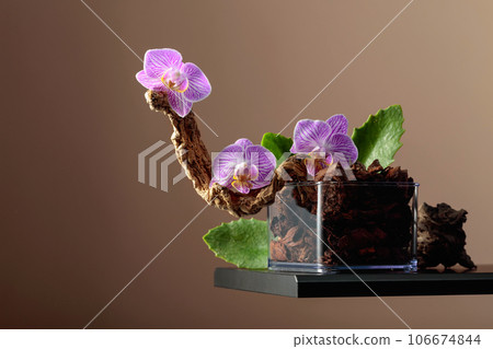 Violet orchid in a transparent pot with substrate. 106674844