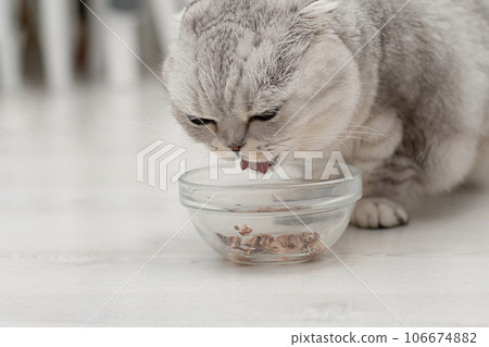 Animals. A beautiful gray fluffy domestic cat, the Scottish Fold breed, eats a delicious pate from a glass plate. Close-up. 106674882