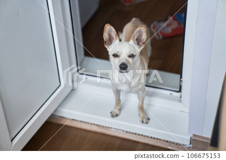 A pathetic, lonely Chihuahua crossbreed dog looks into the camera, Waits for its owner, space to copy. The concept of pet care. High quality photo 106675153