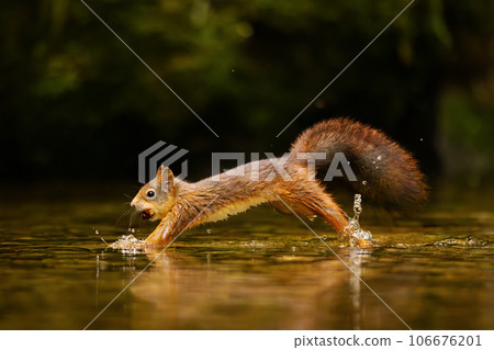 A wild red squirrel with nuts in the mouth jumps in the water. 106676201