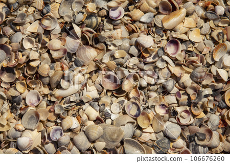 texture of seashells on the seashore texture of seashells on the seashore 106676260