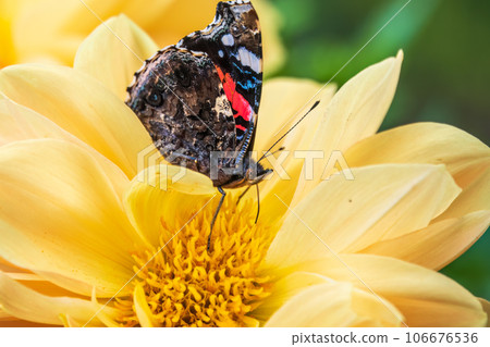 Indian red admiral butterfly, Vanessa vulcania, collects nectar on a yellow flower closeup. Indian red admiral butterfly, Vanessa vulcania, collects nectar on a yellow flower closeup. 106676536