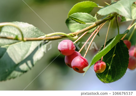 Bright red small wild apples among the yellow leaves in autumn. Bright red small wild apples among the yellow leaves in autumn. 106676537