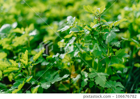 Close up of fresh thick grass with water drops in the early morning. Closeup of lush uncut green grass with drops of dew in soft morning light 106676782