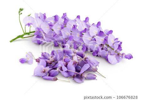 Wisteria flowers isolated on white background with full depth of field Wisteria flowers isolated on white background with full depth of field 106676828