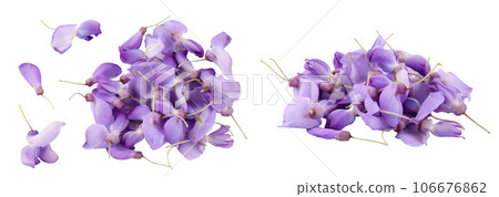 Wisteria flowers isolated on white background with full depth of field. Top view. Flat lay 106676862