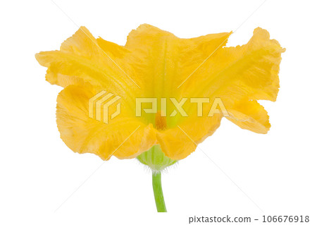 Yellow pumpkin or zucchini flower isolated on a white background. Yellow pumpkin or zucchini flower isolated on a white background. 106676918