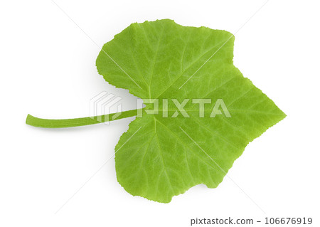 green pumpkin leaf isolated on white background green pumpkin leaf isolated on white background 106676919