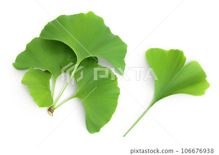 Green ginkgo biloba leaves isolated on white background. Top view. Flat lay 106676938