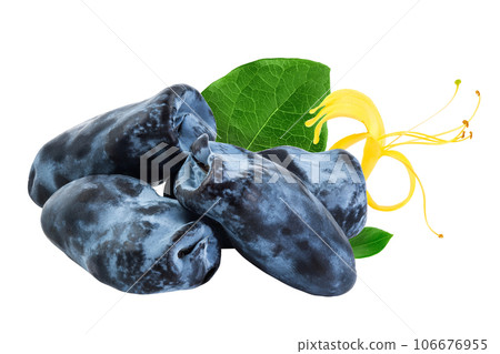 Fresh honeysuckle blue berry isolated on white background with full depth of field 106676955