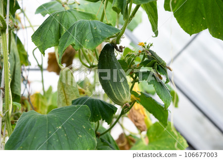 A cucumber with green leaves grows in a greenhouse. 106677003